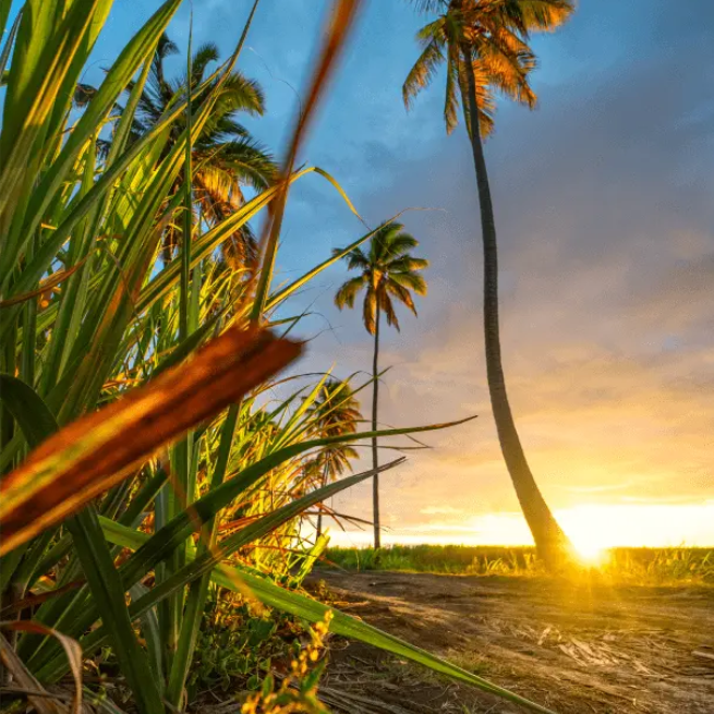 L'odyss�e de la canne � sucre - Boutik Savanna